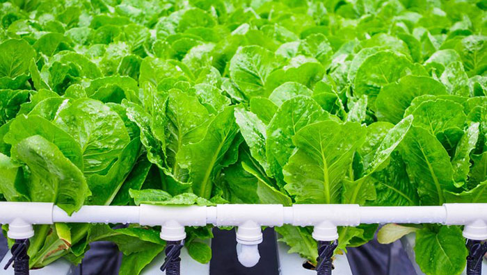 Bisnis Tanaman Hidroponik