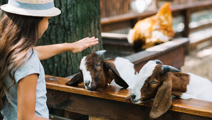 Bisnis Ternak Kambing