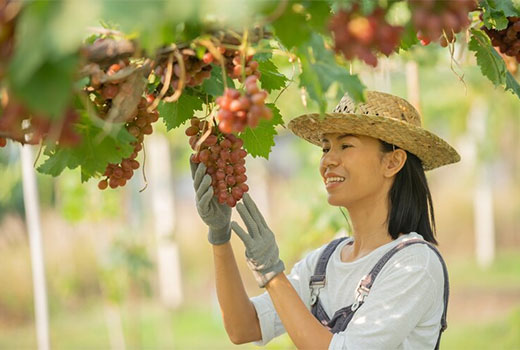 Usaha Budidaya Anggur Muscat