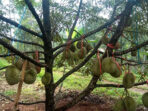 budidaya-durian-bawor