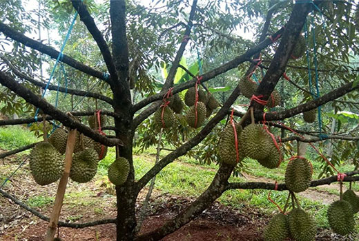 Usaha Budidaya Durian Bawor