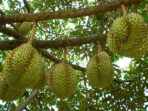 budidaya-durian-montong