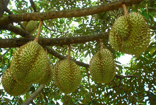 Usaha Budidaya Durian Montong