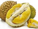 budidaya-durian-musang-king