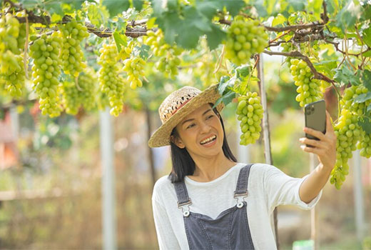 Usaha Budidaya Anggur Muscat