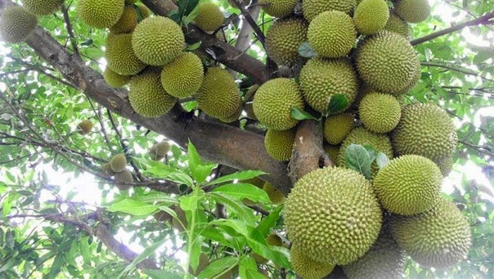 Usaha Budidaya Durian Montong