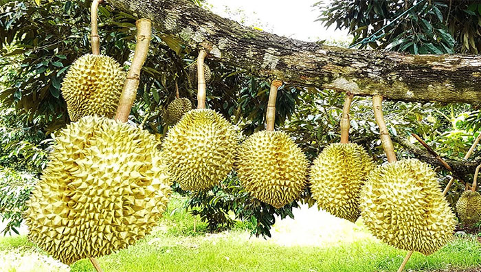 Usaha Budidaya Durian Musang King