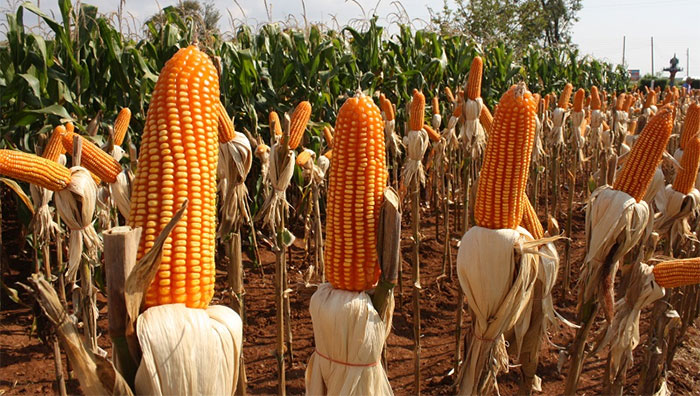 Usaha Budidaya Jagung Hibrida
