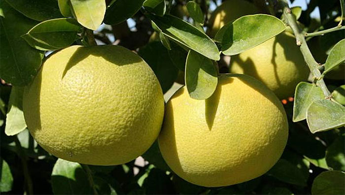 Usaha Budidaya Jeruk Bali