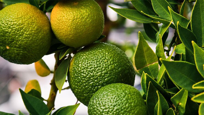 Usaha Budidaya Jeruk Nipis