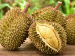 usaha-durian-bawor