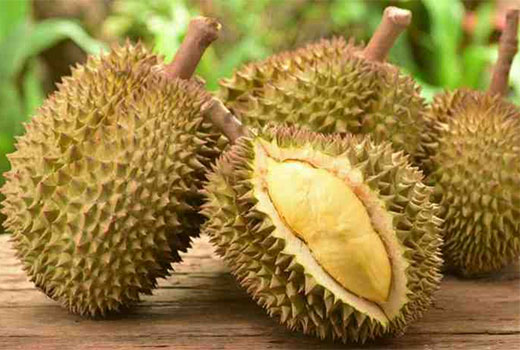 Usaha Budidaya Durian Bawor