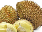 usaha-durian-montong