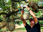 usaha-durian-musang-king