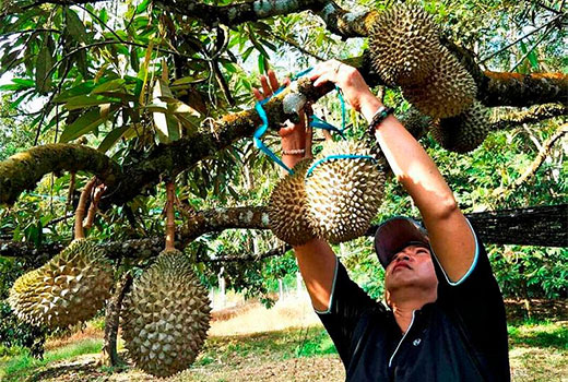 Usaha Budidaya Durian Musang King
