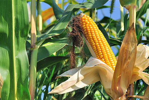 Usaha Budidaya Jagung Hibrida