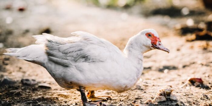 usaha ternak entok jumbo