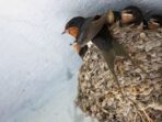 usaha sarang burung walet