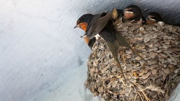 usaha sarang burung walet