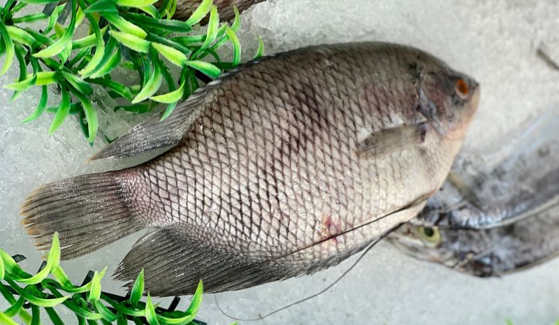 budidaya ikan mujair