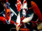 budidaya ikan koi
