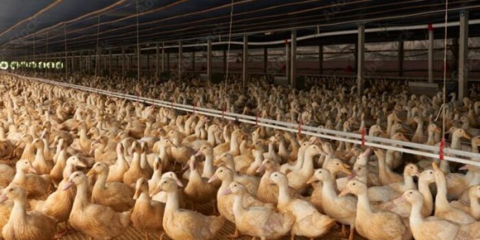 usaha ternak bebek petelur