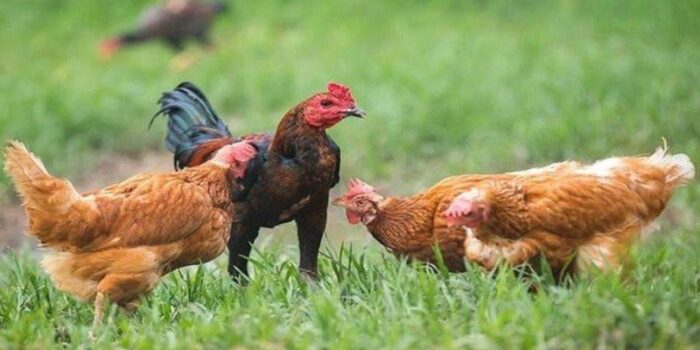 usaha ternak ayam kampung