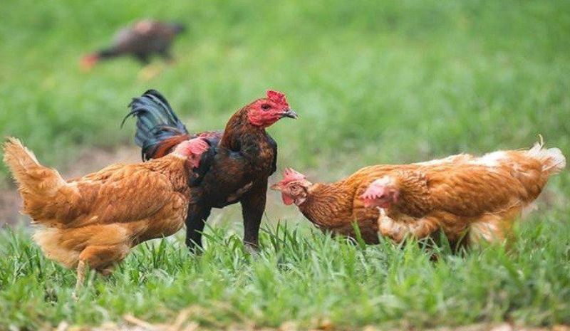 usaha ternak ayam kampung
