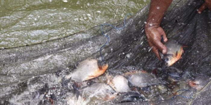 usaha budidaya ikan bawal