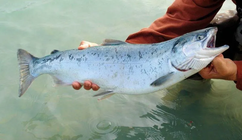 Usaha Budidaya Ikan Salmon, Peluang Bisnis Prospektif di Indonesia usaha budidaya ikan salmon