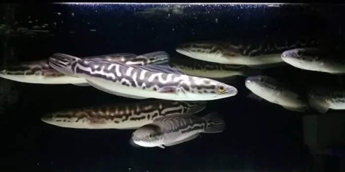 usaha budidaya ikan toman